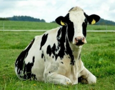 Як заощадити на покупних кормах для високопродуктивних корів